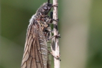 (Mgaloptre - Sialidae - Sialis sp.)